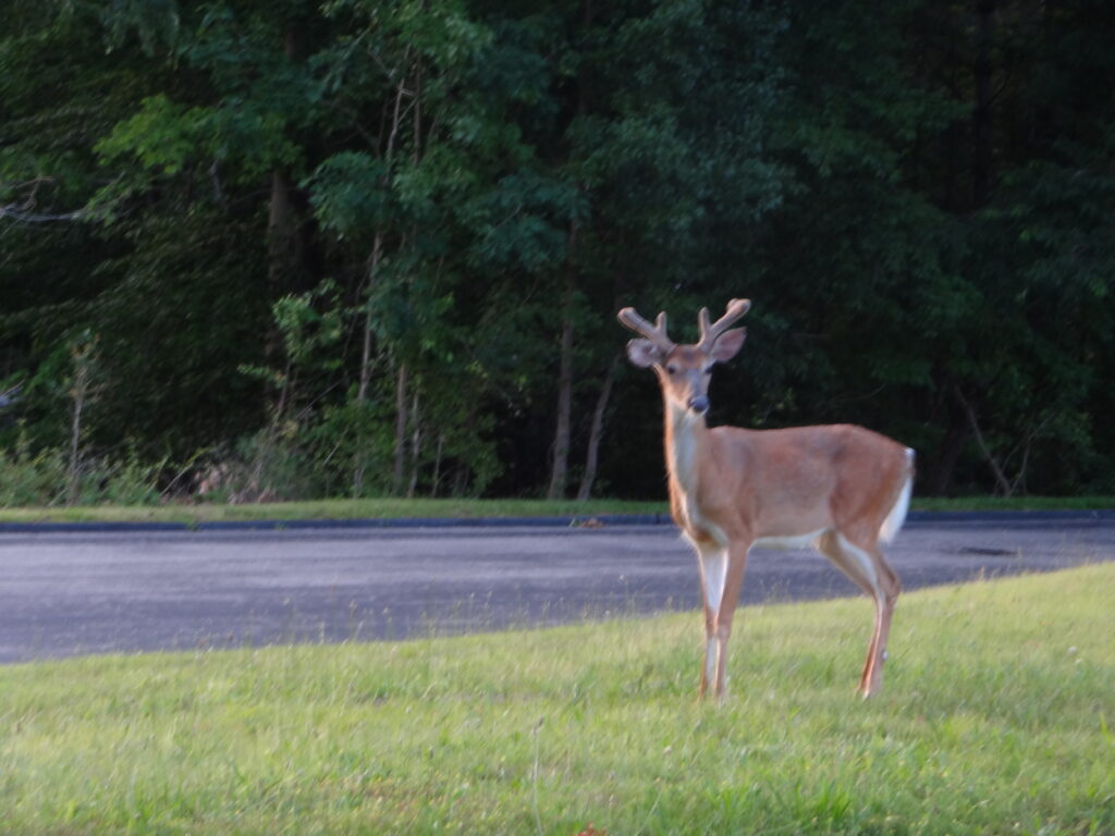 another shot, same deer