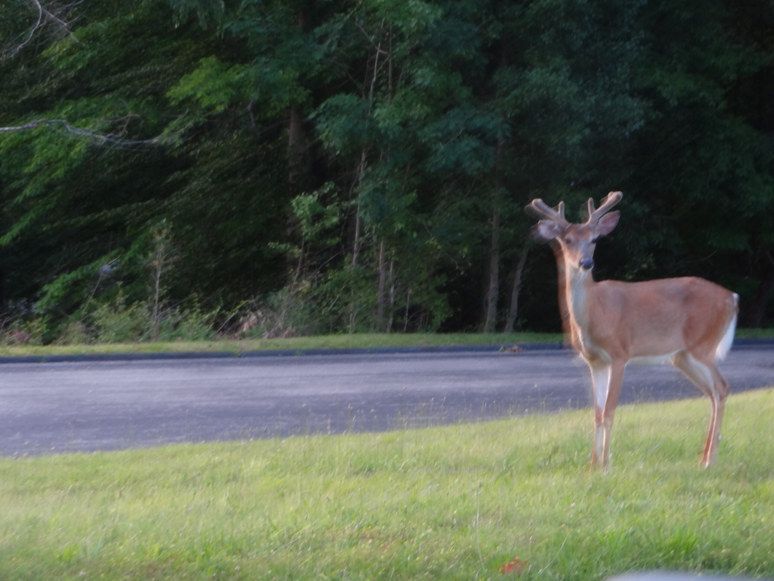 a deer